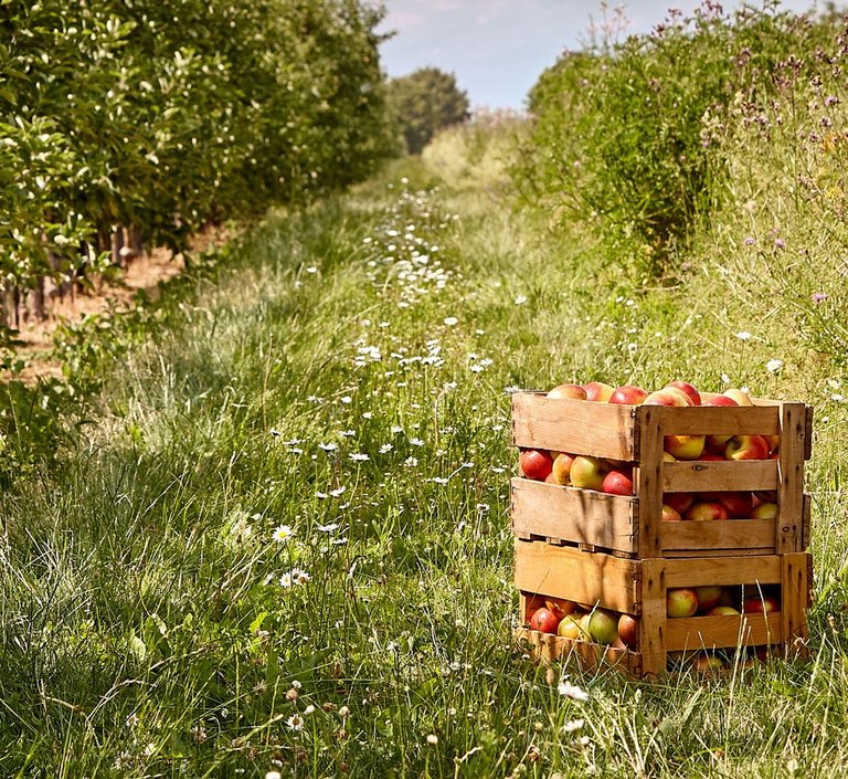 Eine mit Äpfeln gefüllte Holzbox steht auf einer Wiese. Diese grenzt links an Apfelbäume und rechts an verschiedene Sträucher. 